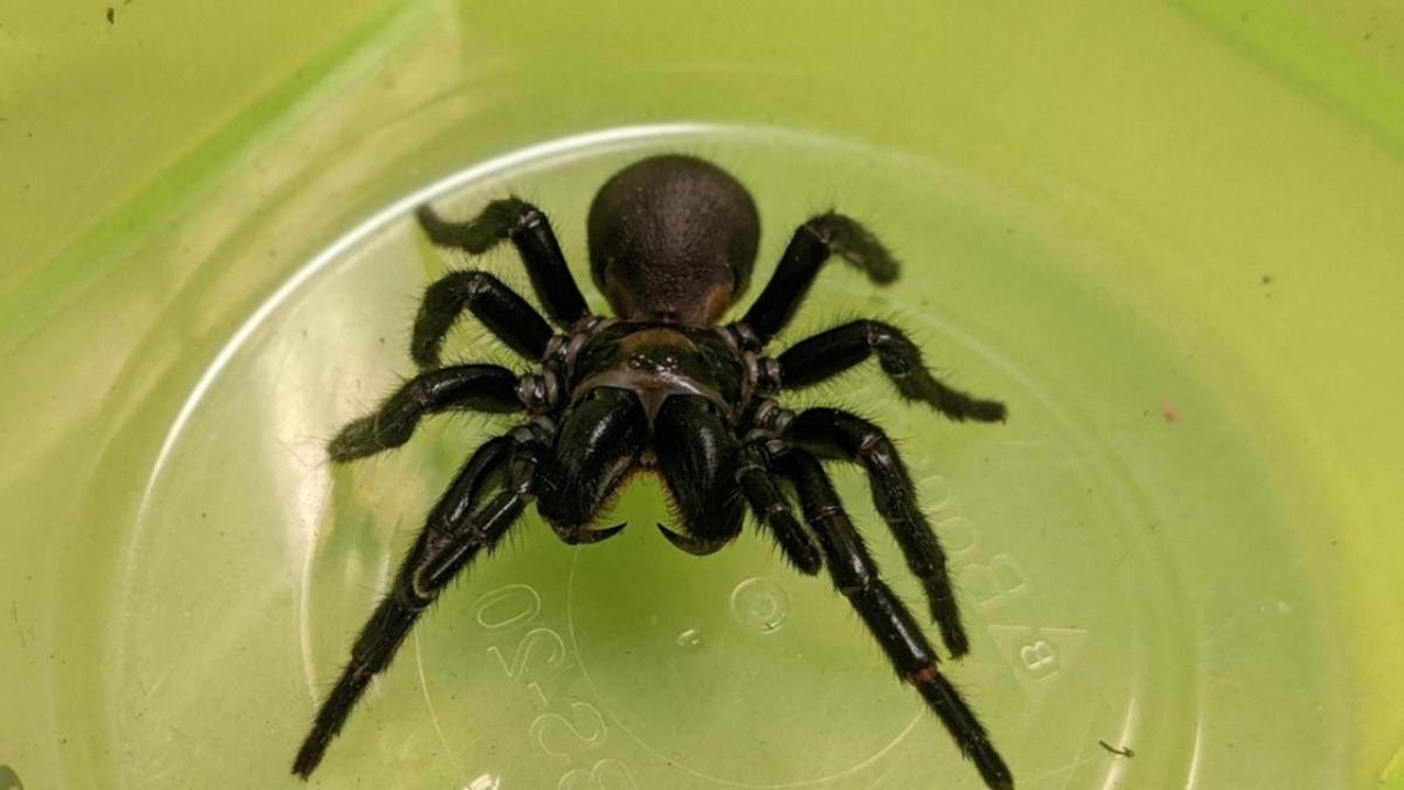 درمان حملات قلبی با زهر عنکبوت تار قیفی