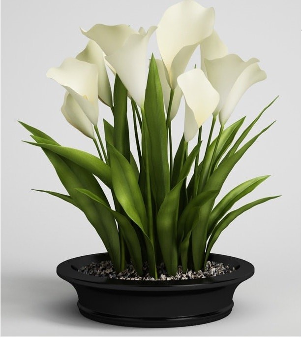 گلدان گل شیپوری مصنوعی سفید با گلدان مشکی
