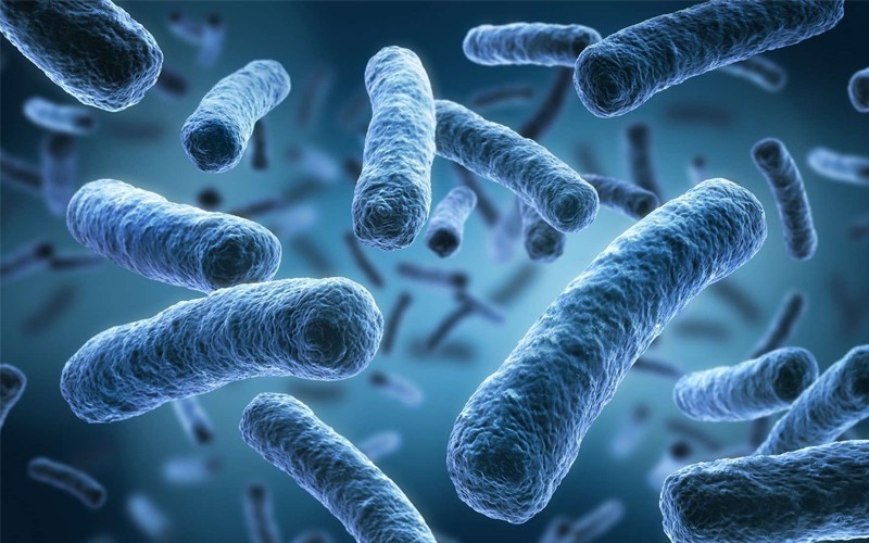 چه چیزهایی باکتری مفید روده را از بین می برند