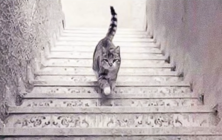 تست گربه و پله