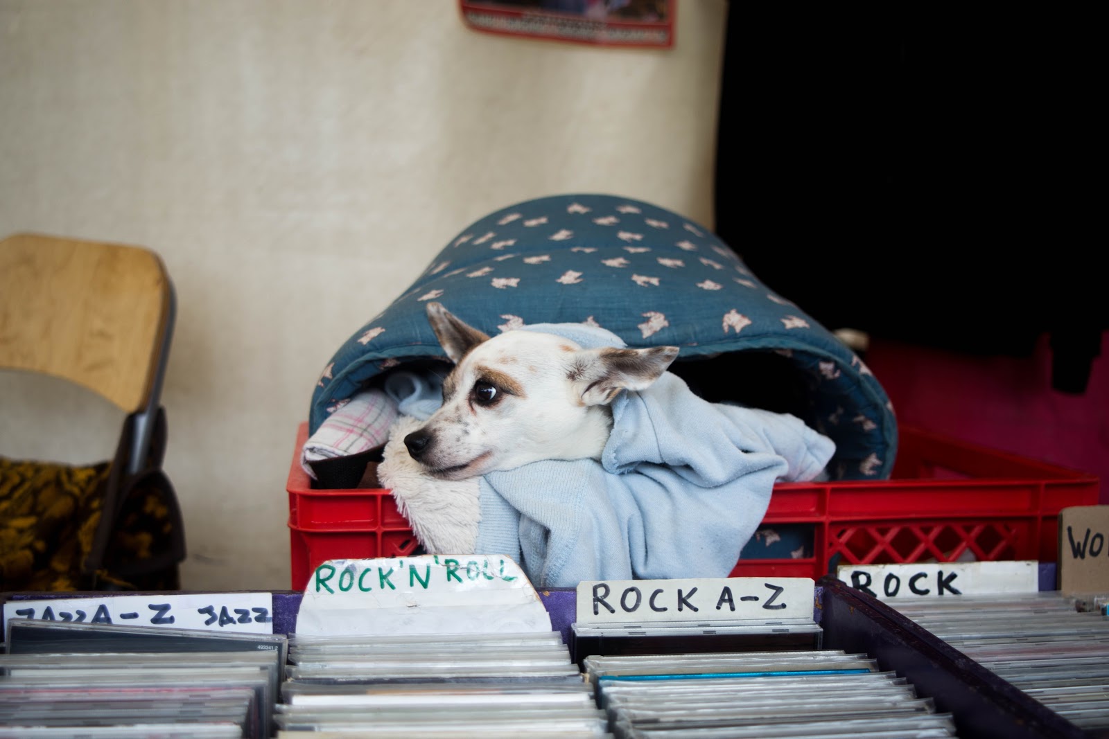 موسیقی چه تاثیری روی سگ ها و آرامش آنها دارد؟