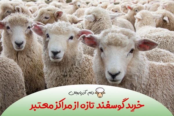گوسفند2