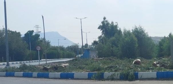 قطع درختان کهنسال در دوگنبدان/شهرداری و محیط زیست در خواب!