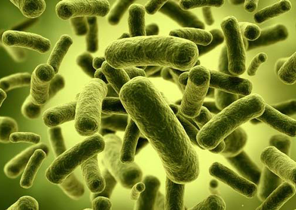 باکتری های مفید روده کدامند؟