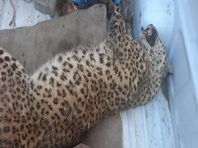 یک قلاده پلنگ در روستایی از توابع شهرستان قوچان کشته شد