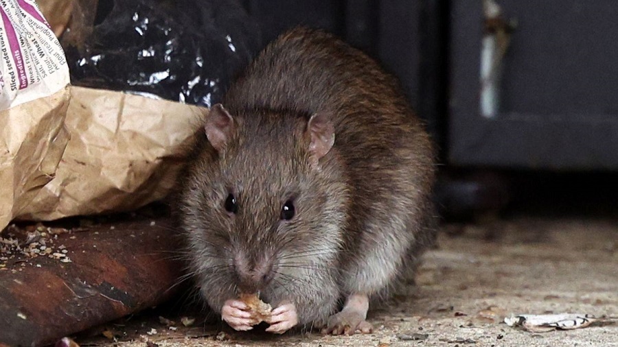 خطر موش هایی که دچار تغییر ژنیتکی شده اند انگلستان را تهدید می کند